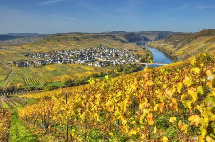 Framed Print : View at Trittenheim with river Mosel at fall, Rhineland-Palatine, Germany Framed Print : View at Trittenheim with river Mosel at fall, Rhineland-Palatine, Germany