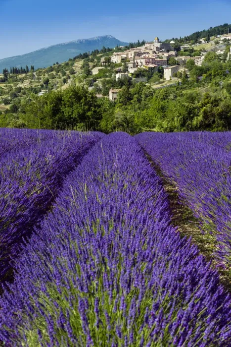 Framed Print : View of village of Aurel with field of lavander in bloom, Provence, France