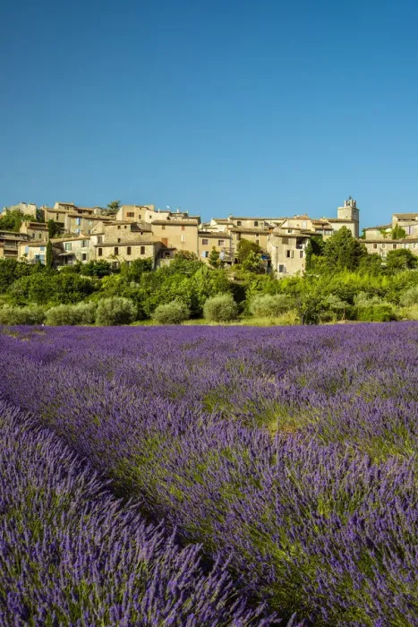 Framed Print : View of village of Saignon with field of lavander in bloom, Provence, France