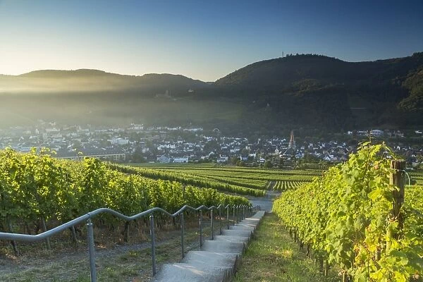 View of vineyards, Bernkastel-Kues, Rhineland-Palatinate, Germany