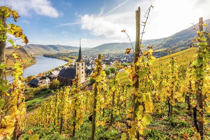 Framed Print : View from the vineyards of the Calmont vineyard to the town of Bremm with the church of St. Laurentius and the Moselle loop, Bremm, Mosel, Rhineland-Palatinate, Germany Framed Print : View from the vineyards of the Calmont vineyard to the town of Bremm with the church of St. Laurentius and the Moselle loop, Bremm, Mosel, Rhineland-Palatinate, Germany