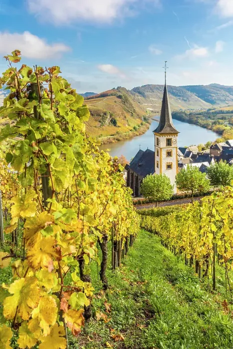 Framed Print : View from the vineyards of the Calmont vineyard to the town of Bremm with the church of St. Laurentius and the Moselle loop, Bremm, Mosel, Rhineland-Palatinate, Germany Framed Print : View from the vineyards of the Calmont vineyard to the town of Bremm with the church of St. Laurentius and the Moselle loop, Bremm, Mosel, Rhineland-Palatinate, Germany
