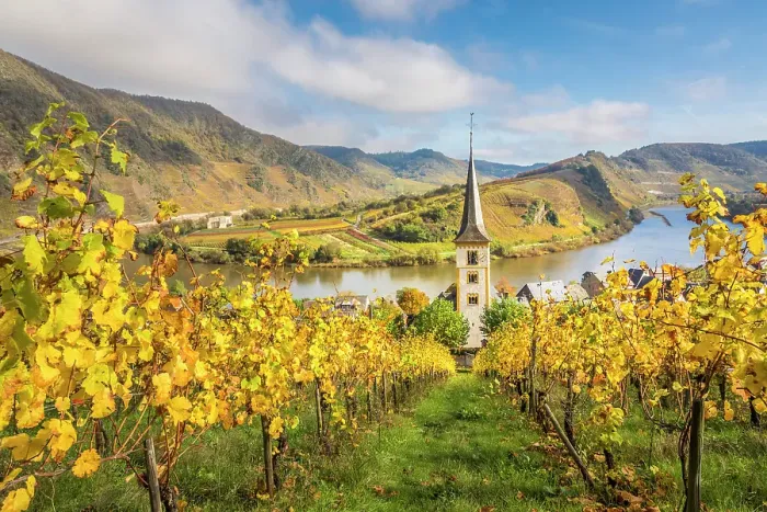 Framed Print : View from the vineyards of the Calmont vineyard to the town of Bremm with the church of St. Laurentius and the Moselle loop, Bremm, Mosel, Rhineland-Palatinate, Germany Framed Print : View from the vineyards of the Calmont vineyard to the town of Bremm with the church of St. Laurentius and the Moselle loop, Bremm, Mosel, Rhineland-Palatinate, Germany