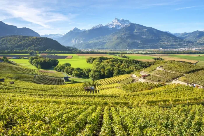 Framed Print : View vineyards and fertile Rhone near Ollon, Vaud Canton, Switzerland Framed Print : View vineyards and fertile Rhone near Ollon, Vaud Canton, Switzerland