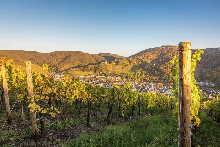 Framed Print : View from the vineyards above Kues to Bernkastel-Kues with castle ruins Landshut, Mosel, Rhineland-Palatinate, Germany Framed Print : View from the vineyards above Kues to Bernkastel-Kues with castle ruins Landshut, Mosel, Rhineland-Palatinate, Germany