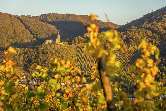 Framed Print : View from the vineyards above Kues to the castle ruins of Landshut, Bernkastel-Kues, Mosel, Rhineland-Palatinate, Germany
