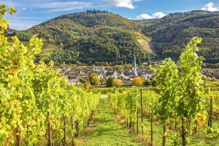 Framed Print : View from the vineyards to Kues with church St. Briktius, Bernkastel-Kues, Mosel, Rhineland-Palatinate, Germany Framed Print : View from the vineyards to Kues with church St. Briktius, Bernkastel-Kues, Mosel, Rhineland-Palatinate, Germany
