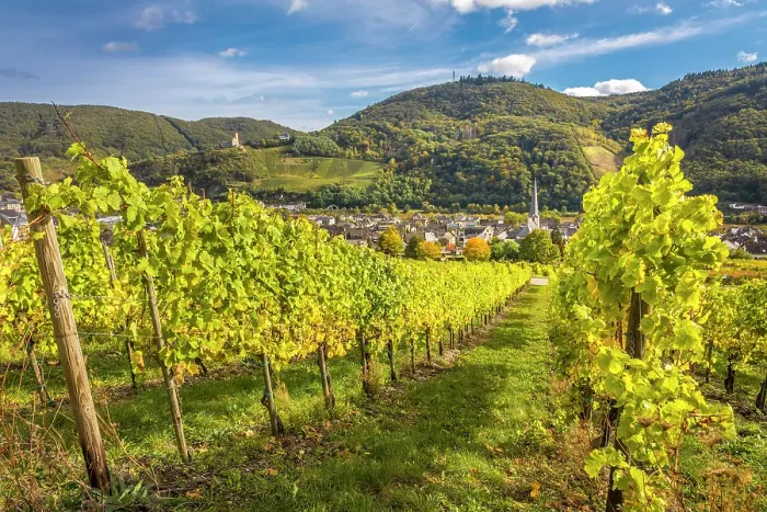 Framed Print : View from the vineyards to Kues with church St. Briktius, Bernkastel-Kues, Mosel, Rhineland-Palatinate, Germany Framed Print : View from the vineyards to Kues with church St. Briktius, Bernkastel-Kues, Mosel, Rhineland-Palatinate, Germany