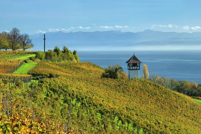 Framed Print : View over vineyards to Lake Constance and Swiss Alps, Upper Swabia, Baden-Wurttemberg, Germany