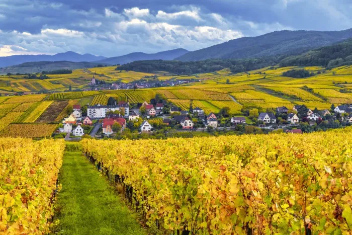 Framed Print : View over Vineyards near Riquewihr, Alsace, France