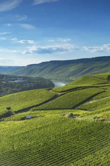 Framed Print : View of vineyards and River Moselle, Bernkastel-Kues, Rhineland-Palatinate, Germany Framed Print : View of vineyards and River Moselle, Bernkastel-Kues, Rhineland-Palatinate, Germany