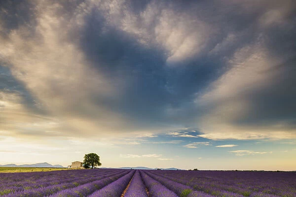 Villa & Field of Lavender, Provence, France