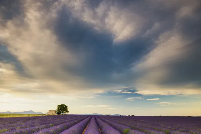 Framed Print : Villa & Field of Lavender, Provence, France Framed Print : Villa & Field of Lavender, Provence, France