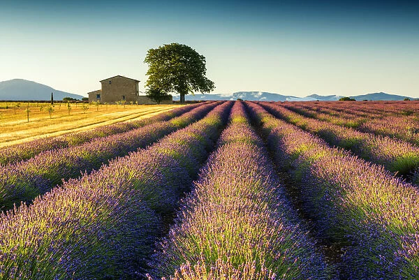 Villa in Field of Lavender, Provence, France
