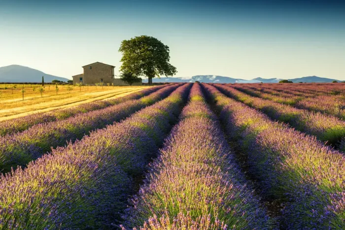 Framed Print : Villa in Field of Lavender, Provence, France Framed Print : Villa in Field of Lavender, Provence, France