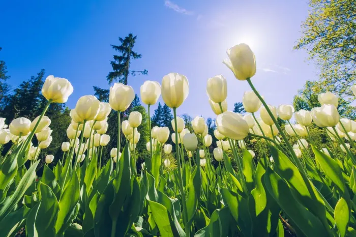 Framed Print : Villa Taranto, lake Maggiore, Piedmont, Italy. Tulips labyrinth in bloom Framed Print : Villa Taranto, lake Maggiore, Piedmont, Italy. Tulips labyrinth in bloom
