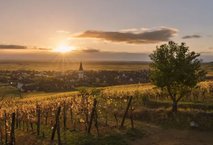 Framed Print : Village of Ammerschwihr at sunrise surrounded by vineyards of the Grand Cru along Framed Print : Village of Ammerschwihr at sunrise surrounded by vineyards of the Grand Cru along