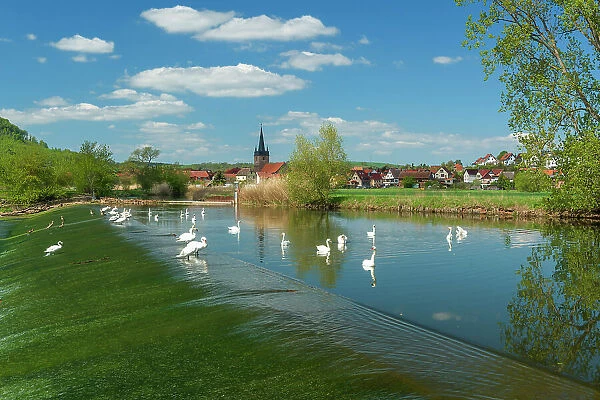 Village Falken in the Werra valley, with swans on the river Werra, Falken, Thuringia, Germany