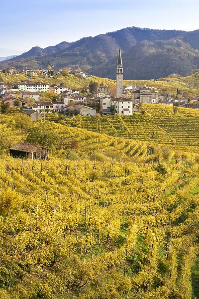 the village of Guia surrounded by the yellow vineyards in autumn, as seen from the