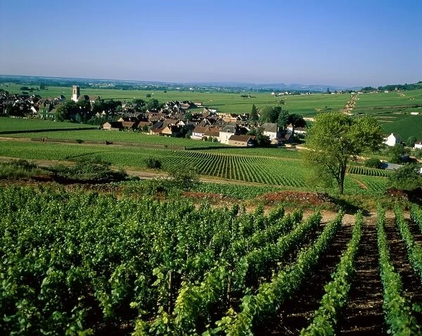 Village & Vineyards, Pernand Vergelesses, Burgundy (Bourgogne), France