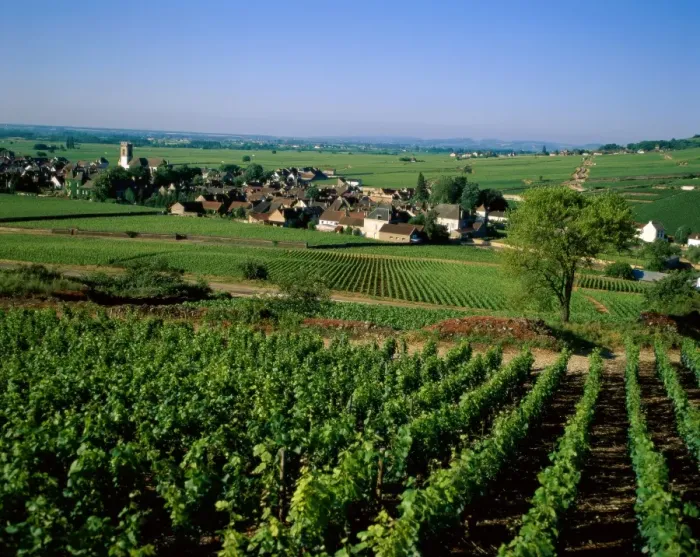 Framed Print : Village & Vineyards Framed Print : Village & Vineyards