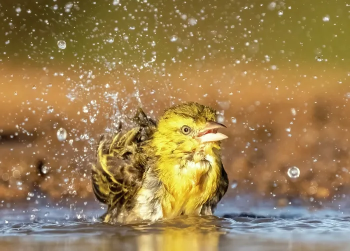 Framed Print : Village Weaver bathing, Zimanga Private Game Reserve, KwaZulu Natal, South Africa Framed Print : Village Weaver bathing, Zimanga Private Game Reserve, KwaZulu Natal, South Africa