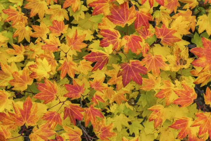 Framed Print : Vine Maples Leaves in Autumn, Willamette National Forest, Oregon, USA Framed Print : Vine Maples Leaves in Autumn, Willamette National Forest, Oregon, USA