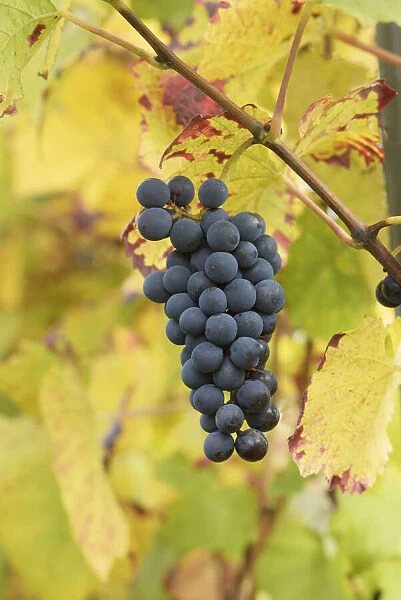 Detail of vine with red grapes, Landau, Southern Wine route, South Palatine, Rhineland-Palatine, Germany
