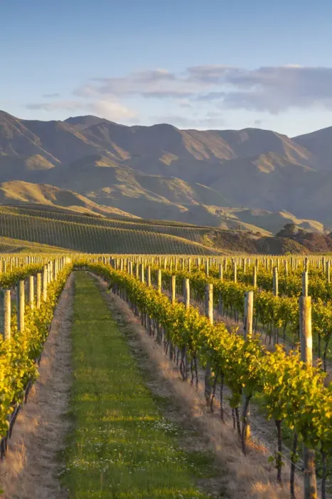 Framed Print : Vine rows and dramatic landscape illuminated at sunset, Blenheim, Marlborough, South Framed Print : Vine rows and dramatic landscape illuminated at sunset, Blenheim, Marlborough, South