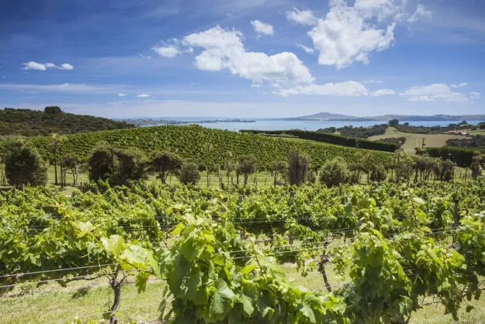 Framed Print : Vines of Mudbrick Vineyard and Restaurant, Waiheke Island, Auckland, North Island Framed Print : Vines of Mudbrick Vineyard and Restaurant, Waiheke Island, Auckland, North Island