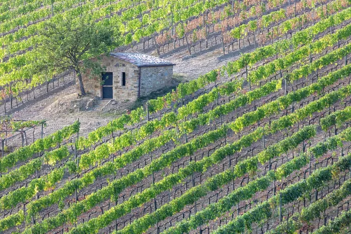 Framed Print : Vines and old stone barn, near Montalcino, Tuscany, Italy Framed Print : Vines and old stone barn, near Montalcino, Tuscany, Italy