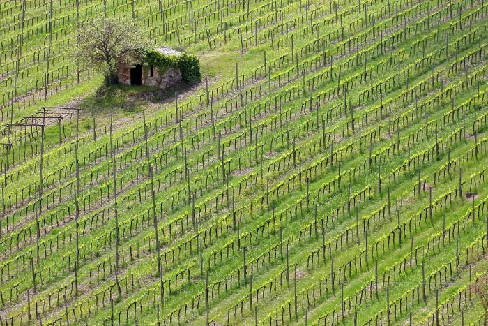 Framed Print : Vines and old stone barn, near Montalcino, Tuscany, Italy Framed Print : Vines and old stone barn, near Montalcino, Tuscany, Italy