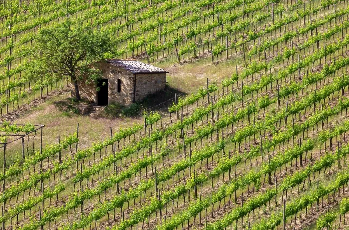 Framed Print : Vines and old stone barn, near Montalcino, Tuscany, Italy Framed Print : Vines and old stone barn, near Montalcino, Tuscany, Italy