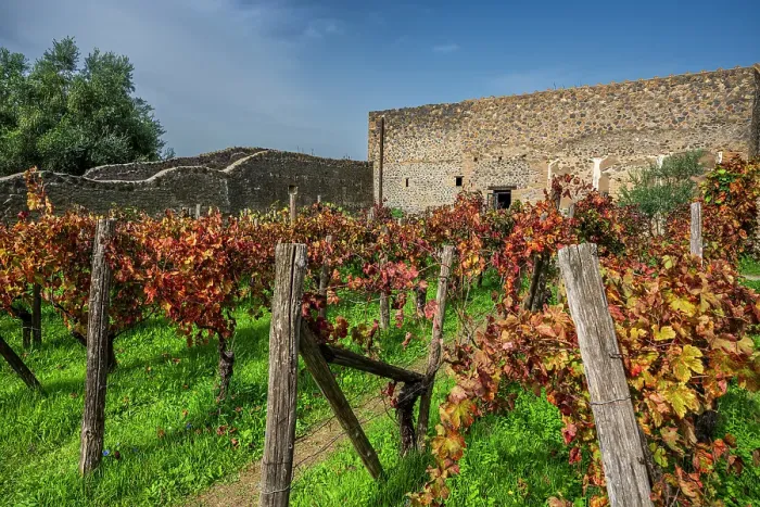 Framed Print : Vineyard, Archaeological area of Pompeii, Pompei, Campania, Italy Framed Print : Vineyard, Archaeological area of Pompeii, Pompei, Campania, Italy