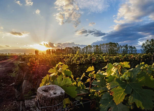 Vineyard of Bodega Viamonte, sunset, Lujan de Cuyo, Mendoza Province, Argentina