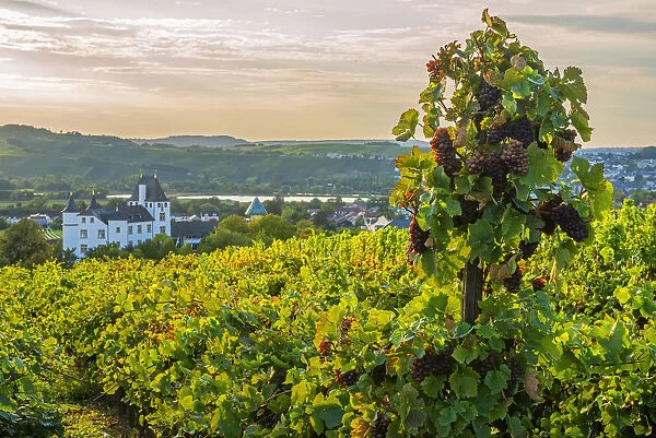 Vineyard with Castle hotel, casino and three star restaurant Victors Residenz