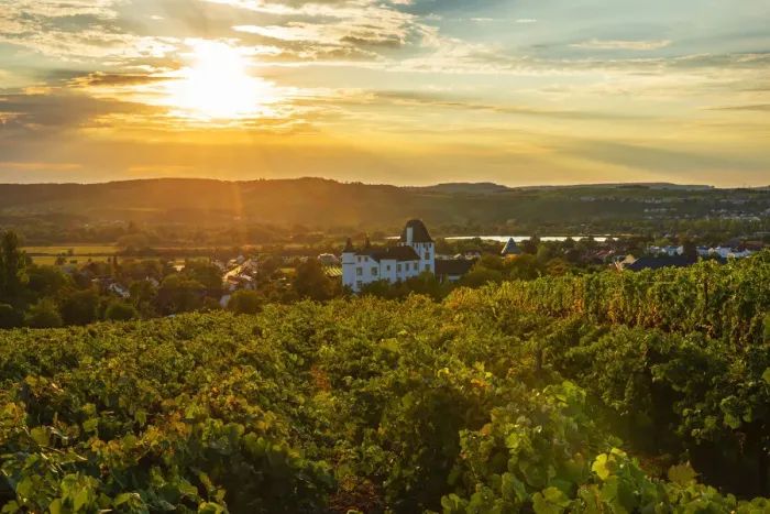 Framed Print : Vineyard with Castle hotel, casino and three star restaurant Victors Residenz Framed Print : Vineyard with Castle hotel, casino and three star restaurant Victors Residenz