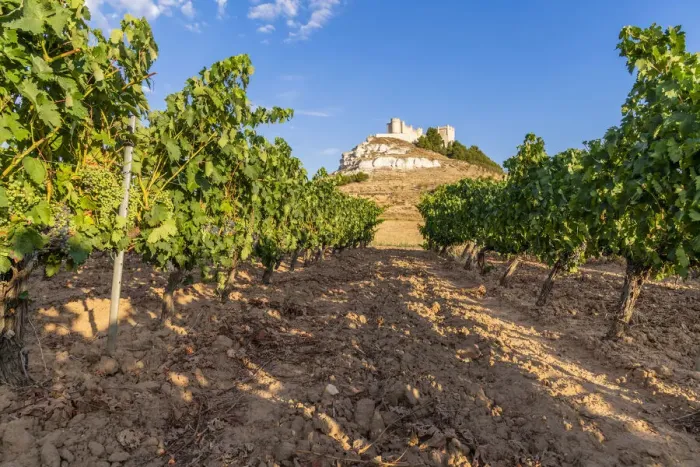 Framed Print : Vineyard with Castle of Penafiel in the background, Penafiel, Castile and Leon, Spain Framed Print : Vineyard with Castle of Penafiel in the background, Penafiel, Castile and Leon, Spain