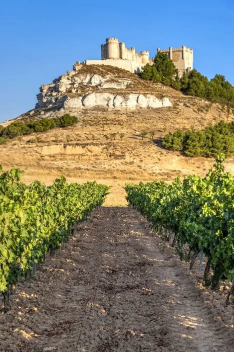 Framed Print : Vineyard with Castle of Penafiel in the background, Penafiel, Castile and Leon, Spain Framed Print : Vineyard with Castle of Penafiel in the background, Penafiel, Castile and Leon, Spain