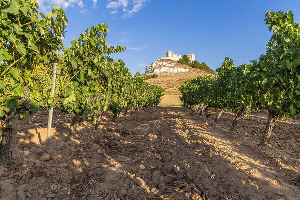 Vineyard with Castle of Penafiel in the background, Penafiel, Castile and Leon, Spain