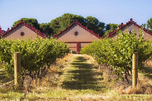 Vineyard at Chateau Tanunda, Tanunda, Barossa Valley, South Australia, Australia