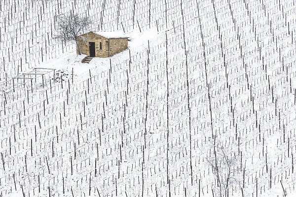 Vineyard covered in snow near Montalcino, Tuscany, Italy