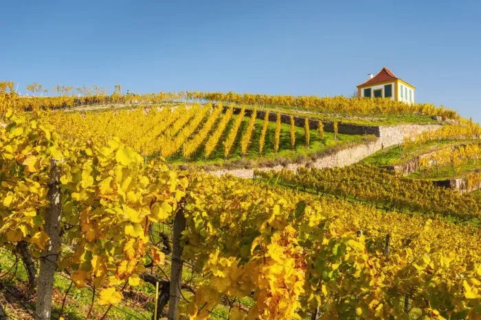 Framed Print : Vineyard in the Elbe Valley at Diesbar-Seusslitz Castle, Diesbar-Seusslitz Framed Print : Vineyard in the Elbe Valley at Diesbar-Seusslitz Castle, Diesbar-Seusslitz