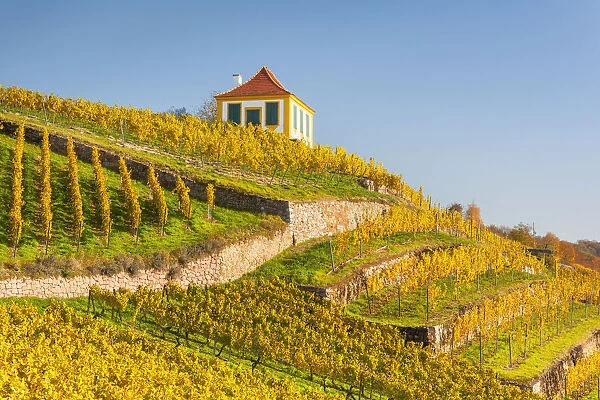 Vineyard in the Elbe Valley at Diesbar-Seusslitz Castle, Diesbar-Seusslitz