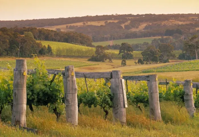 Framed Print : Vineyard, Margaret River, Western Australia, Australia Framed Print : Vineyard, Margaret River, Western Australia, Australia