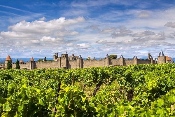 Vineyard with the medieval fortified citadel behind, Carcassonne, Languedoc-Roussillon