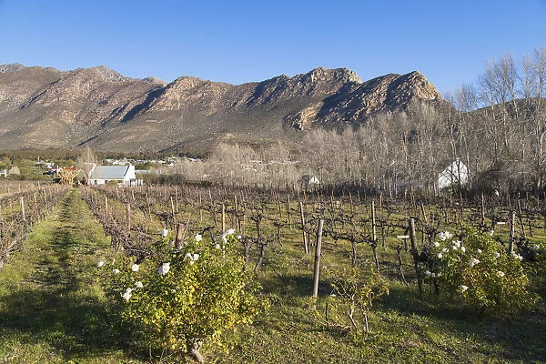 Vineyard, Montagu, Western Cape, South Africa