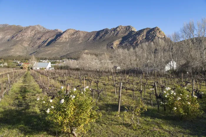 Framed Print : Vineyard, Montagu, Western Cape, South Africa Framed Print : Vineyard, Montagu, Western Cape, South Africa