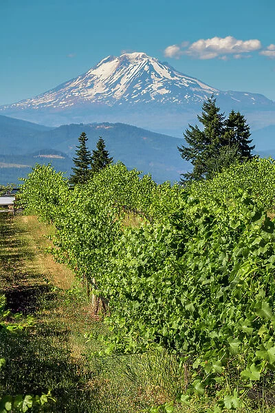 Vineyard with Mount Adams in the background, Hood River County, Oregon, USA
