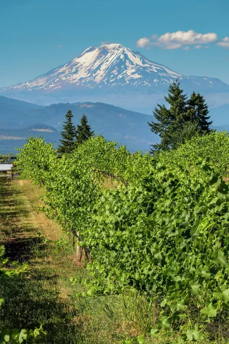 Framed Print : Vineyard with Mount Adams in the background, Hood River County, Oregon, USA Framed Print : Vineyard with Mount Adams in the background, Hood River County, Oregon, USA